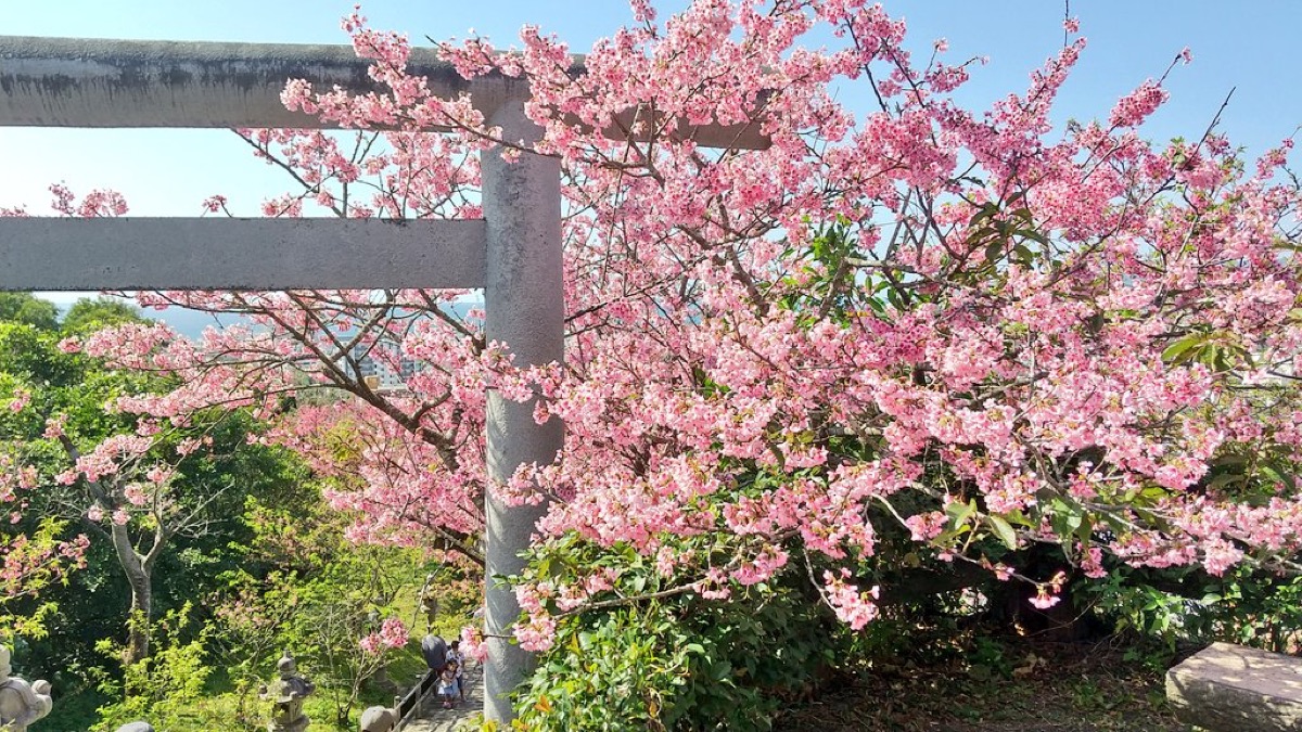 名護さくら祭りの桜と鳥居