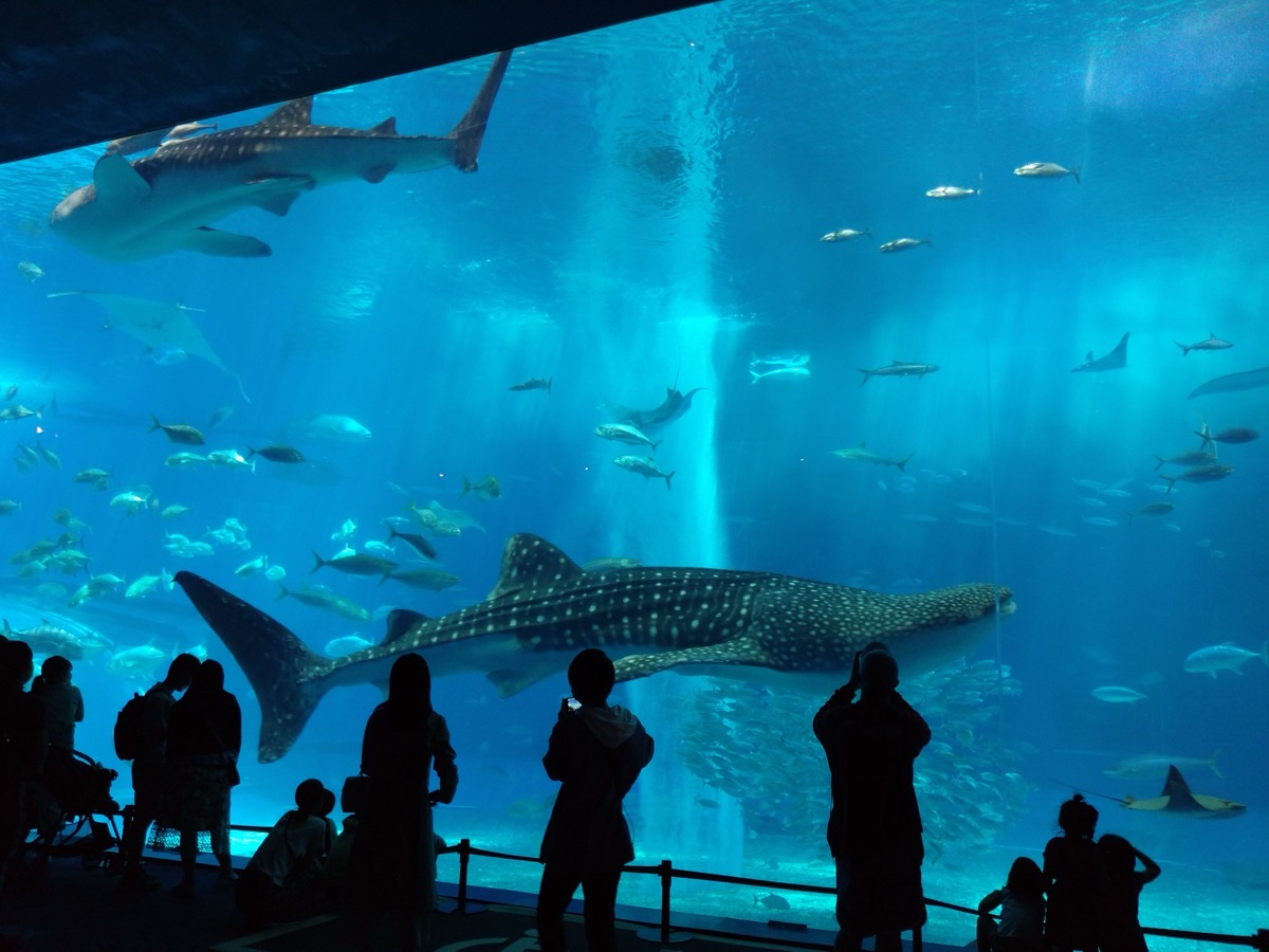 美ら海水族館