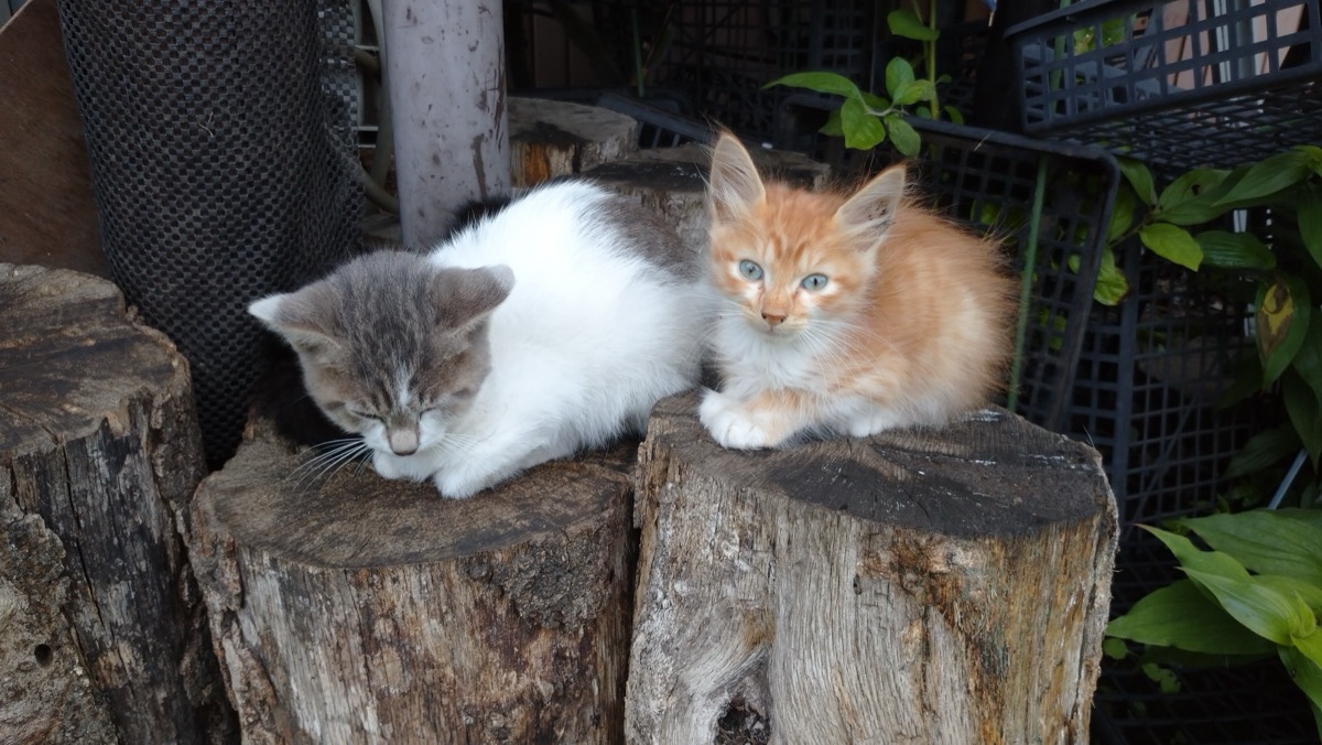 じいちゃんちの子猫