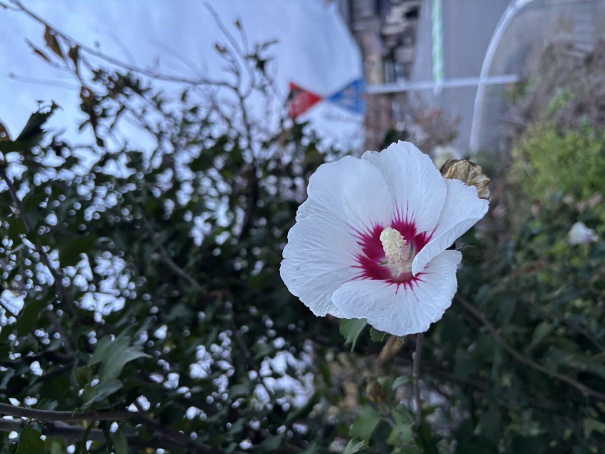 花